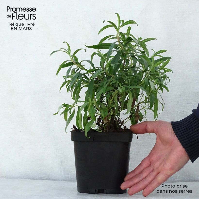 Example of Penstemon hybride Schoenholzeri - Galane Pot de 2L/3L as you get in printemps