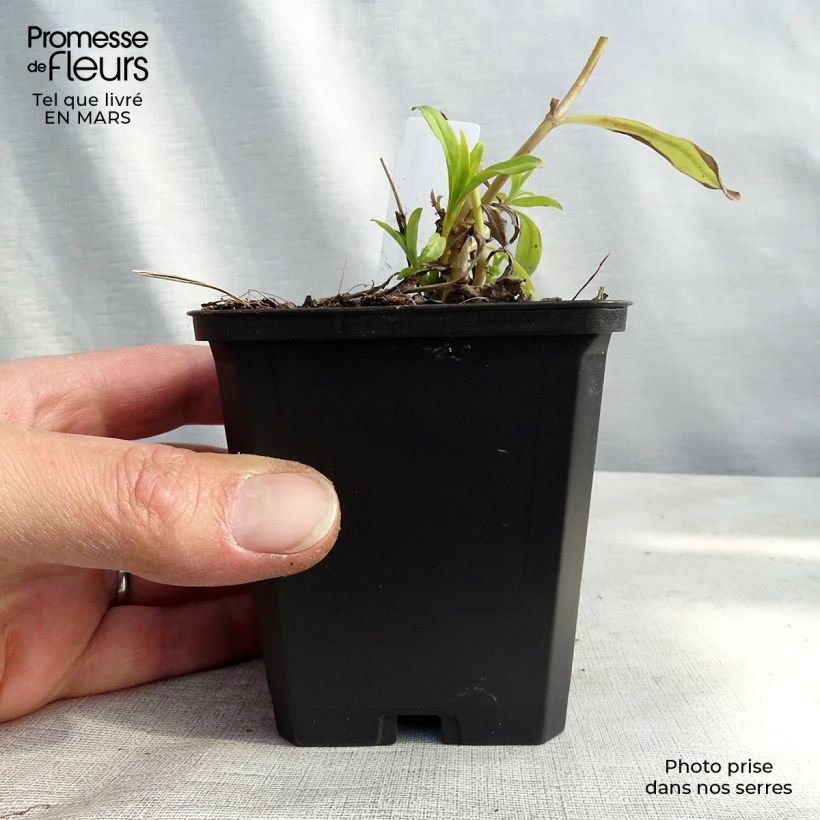Spécimen de Penstemon hybride White Bedder - Galane Godet de 8/9 cm tel que livré au printemps