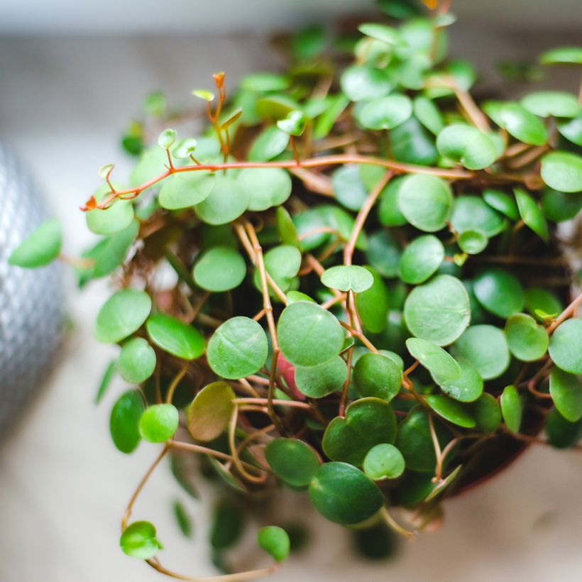 Peperomia Pepperspot (Feuillage)