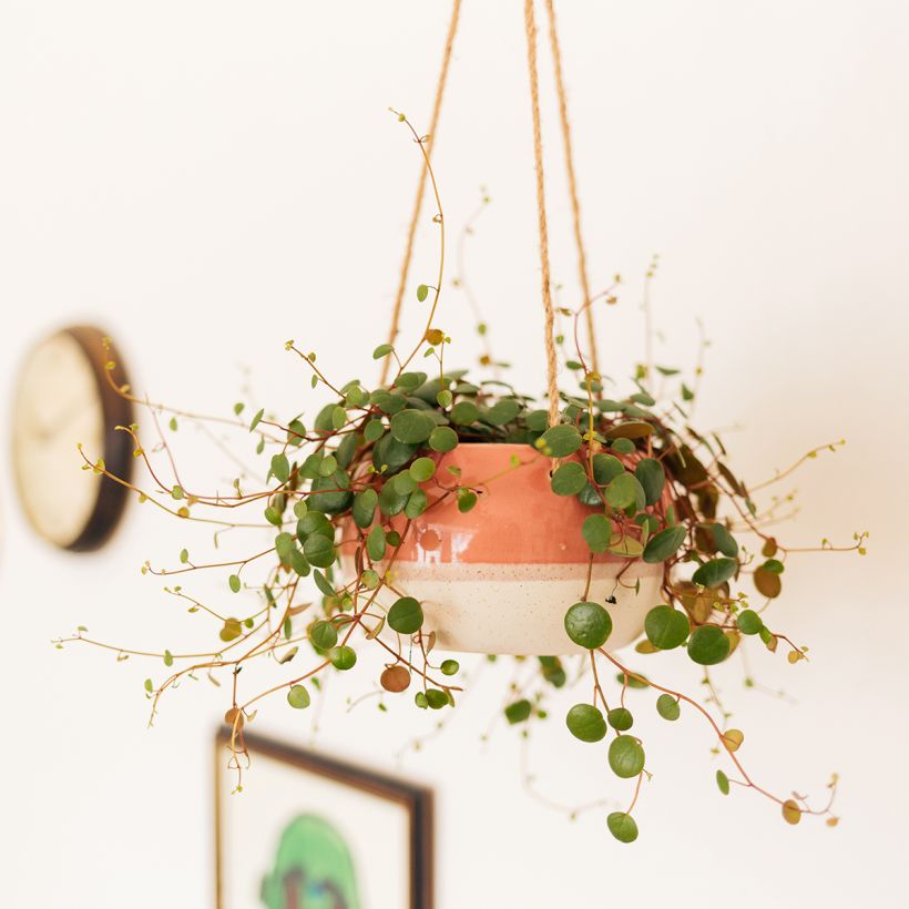 Peperomia Pepperspot (Port)