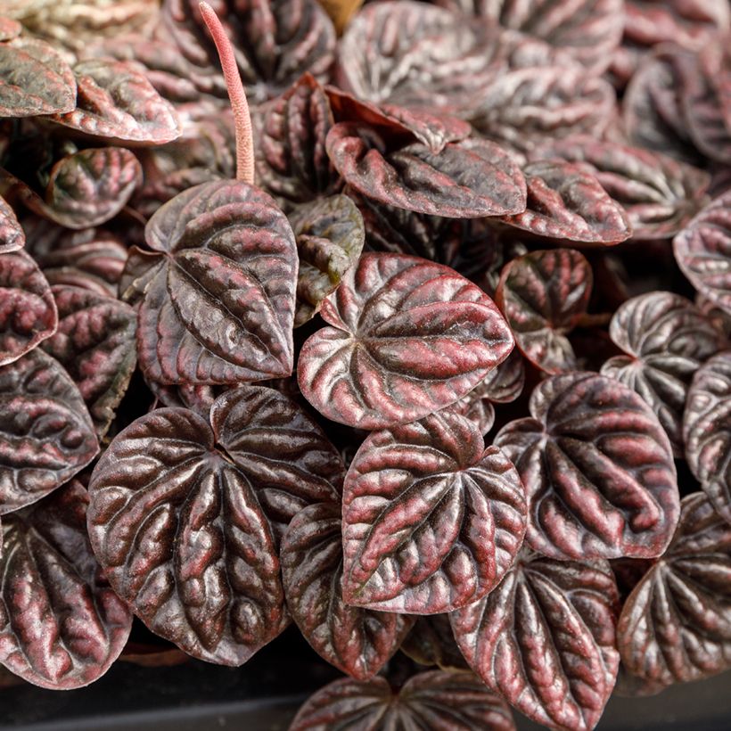 Peperomia caperata Luna (Feuillage)