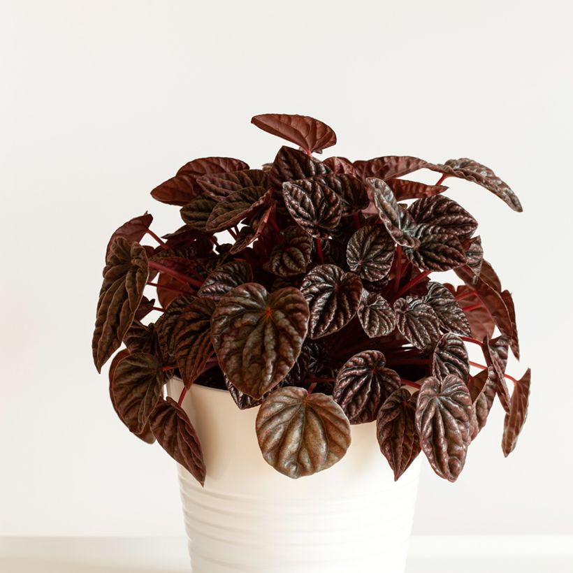 Peperomia caperata Luna (Port)