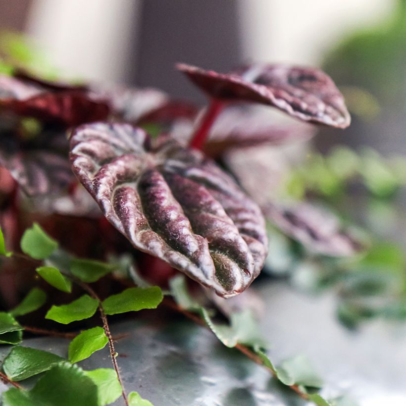 Peperomia caperata Montevideo (Foliage)