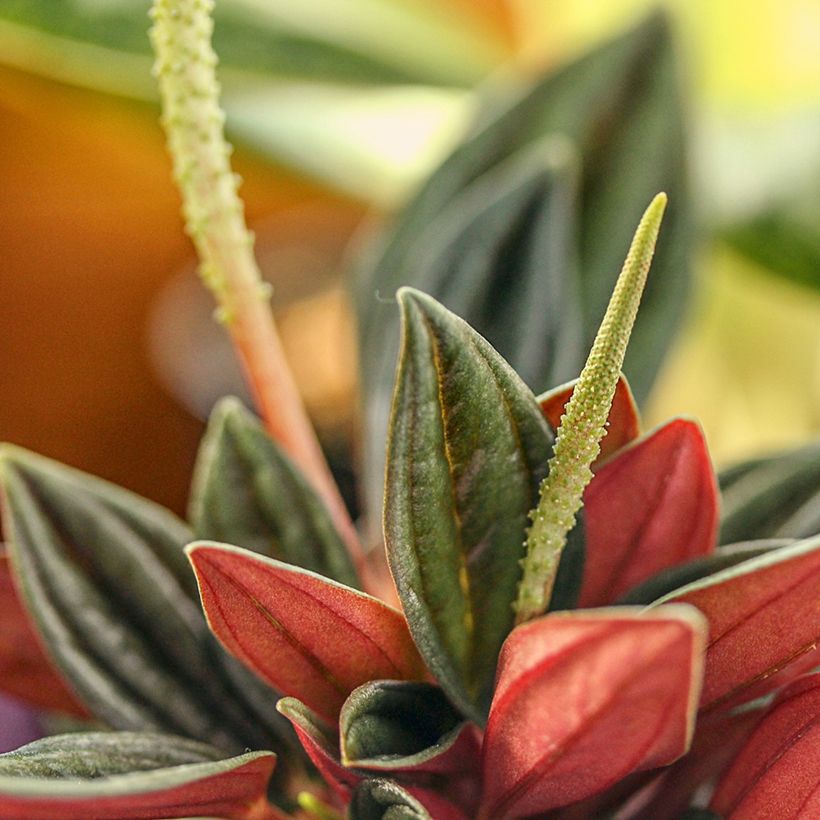 Peperomia caperata Rosso (Floraison)