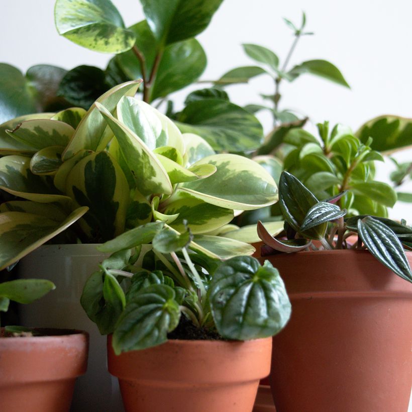 Peperomia obtusifolia Bicolor (Plant habit)