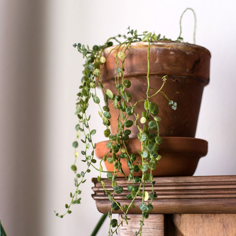 Peperomia prostrata (Port)