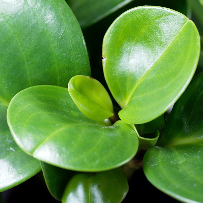 Peperomia obtusifolia Green (Feuillage)
