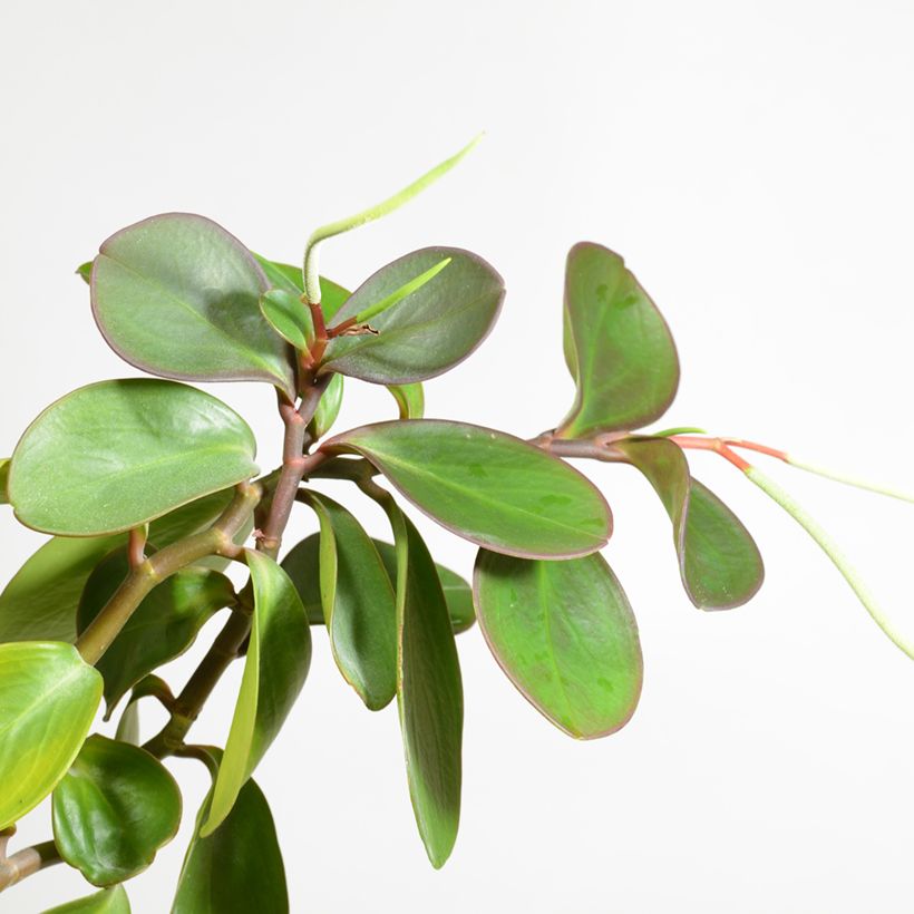 Peperomia obtusifolia Green (Floraison)