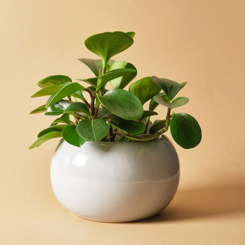 Peperomia obtusifolia Green (Port)