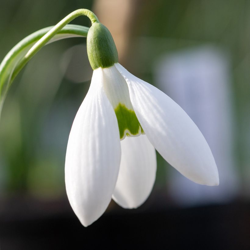 Perce-neige - Galanthus elwesii (Flowering)