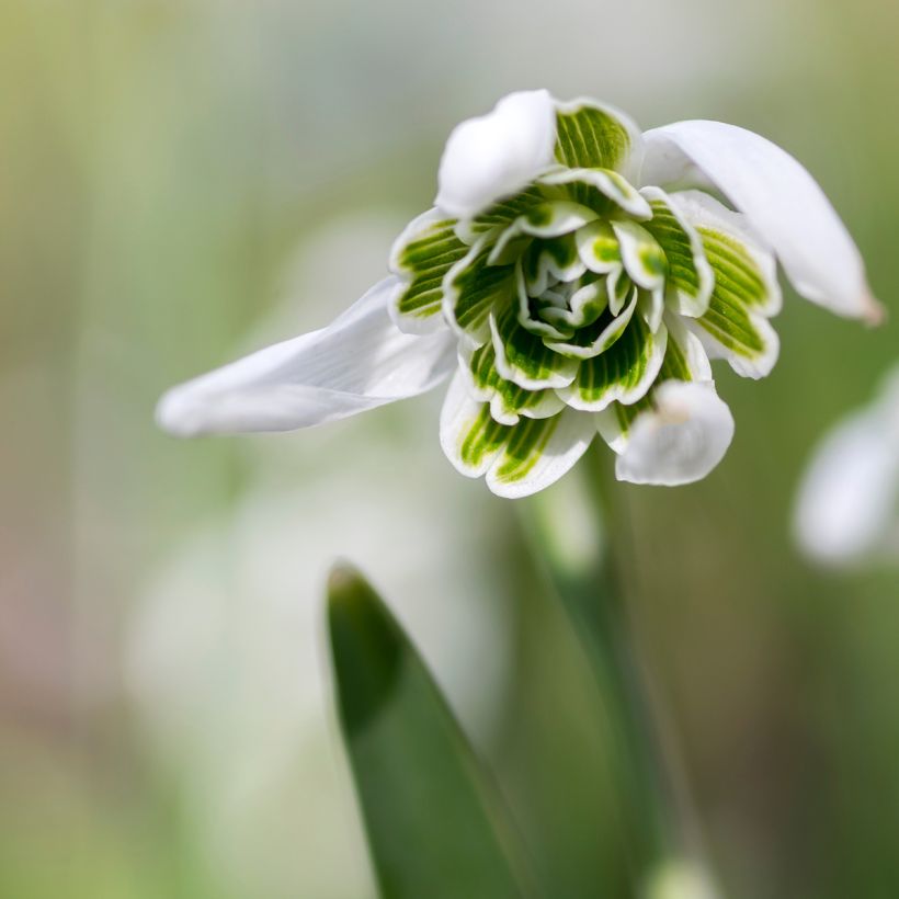 Perce-neige double - Galanthus nivalis Dionysus (Flowering)