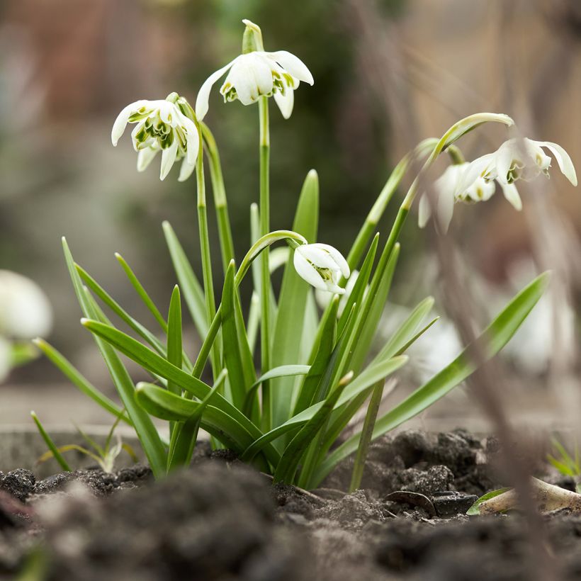 Perce-neige double - Galanthus nivalis Dionysus (Plant habit)