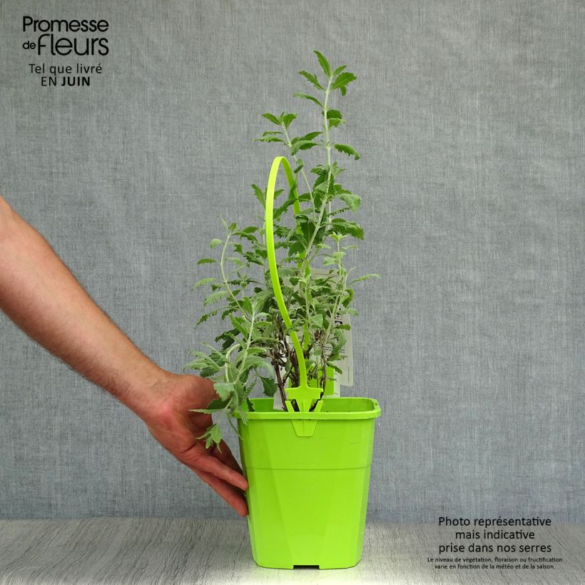 Spécimen de Perovskia Silvery Blue - Sauge d'Afghanistan Pot de 3L/4L tel que livré en été