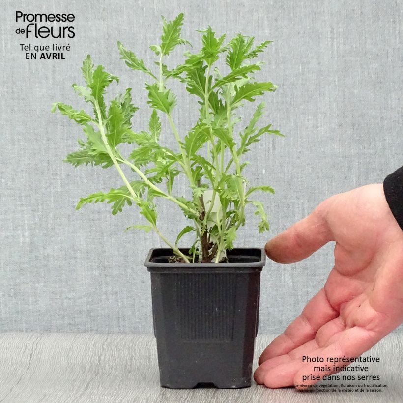 Example of Perovskia atriplicifolia Blue Spire - Sauge de Sibérie Godet de 8/9 cm as you get in printemps