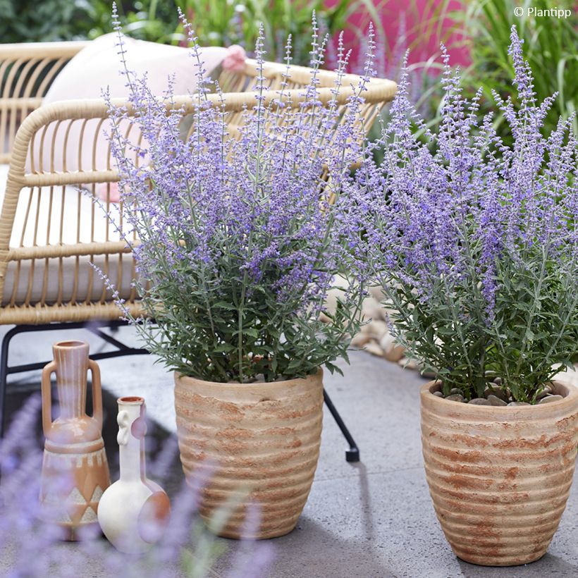 Perovskia atriplicifolia Prime time - Sauge d'Afghanistan (Plant habit)