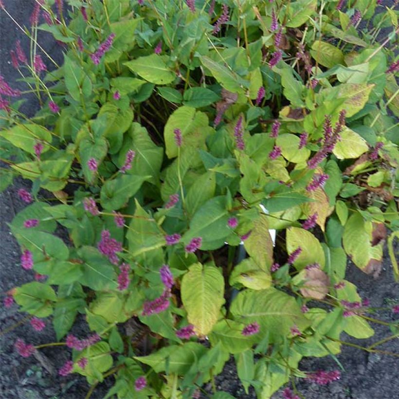 Renouée - Persicaria amplexicaulis JS Caliente (Plant habit)