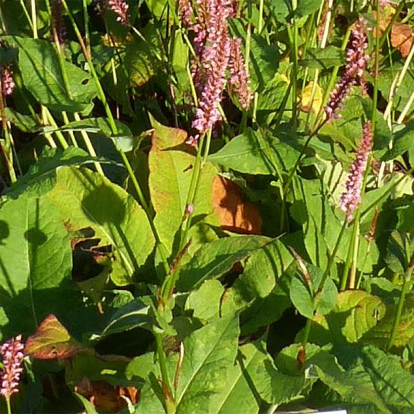 Renouée - Persicaria amplexicaulis Jo and Guido's Form (Foliage)