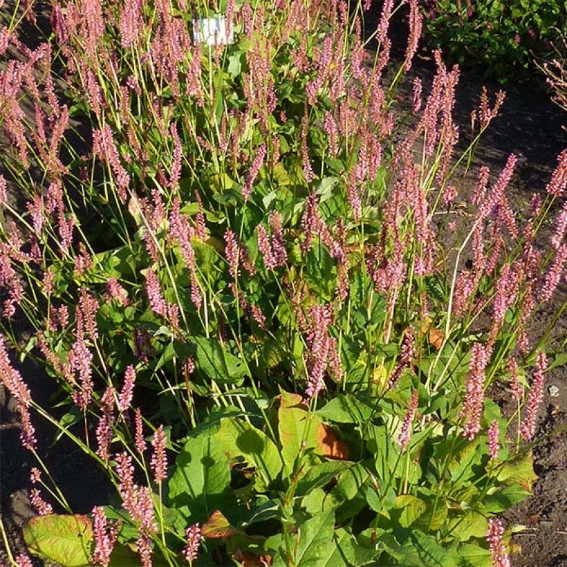 Renouée - Persicaria amplexicaulis Jo and Guido's Form (Flowering)