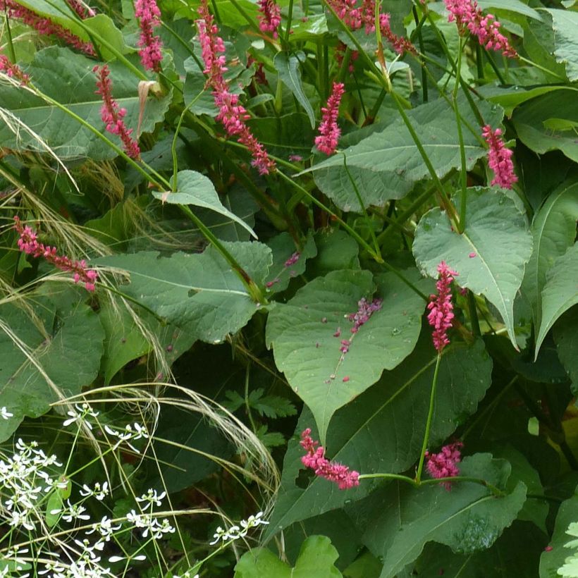 Persicaria amplexicaulis Speciosa - Persicaire - Renouée Speciosa (Foliage)