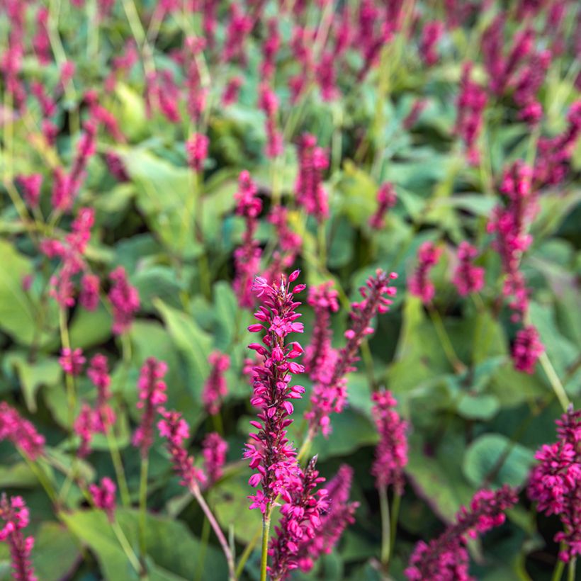 Persicaria amplexicaulis Speciosa - Persicaire - Renouée Speciosa (Flowering)