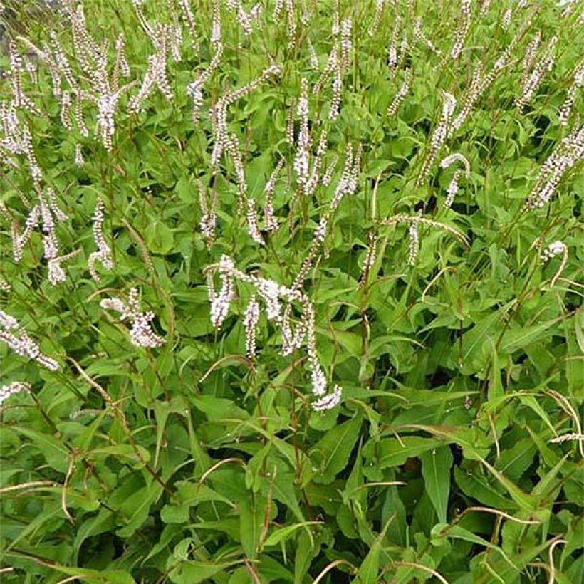 Renouée - Persicaria amplexicaulis White Eastfield  (Flowering)
