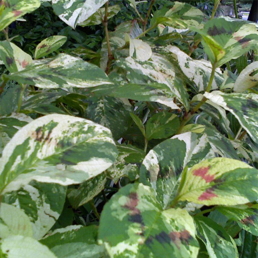 Renouée - Persicaria virginiana Painter's Palette (Foliage)