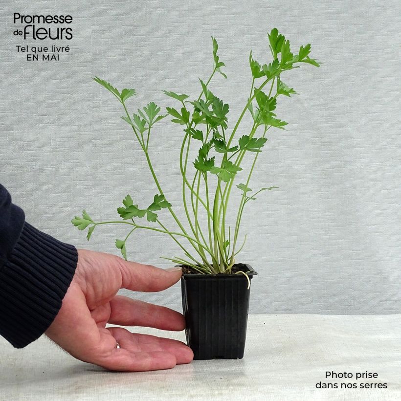 Spécimen de Persil Géant d'Italie BIO Godet de 8/9 cm tel que livré au printemps