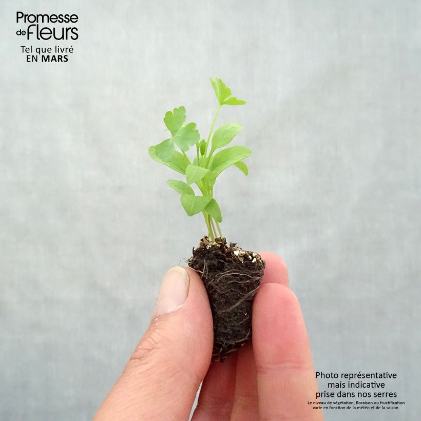 Spécimen de Persil Géant d'Italie en plants Mini-motte Ø 3/4 cm, LIvré en hauteur de 5 à 10 cm tel que livré au printemps