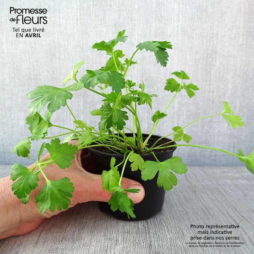 Spécimen de Persil Géant d'Italie en plants Godet de 8/9 cm tel que livré au printemps