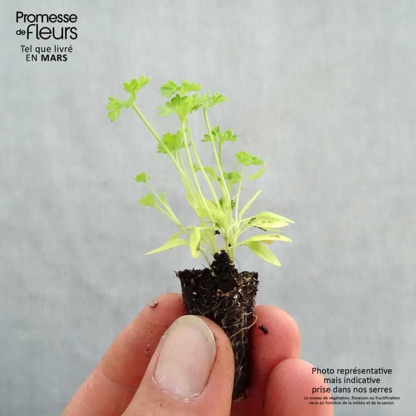 Spécimen de Persil frisé Grüne Perle Bio en mini-mottes Mini-motte Ø 1,5/2,5 cm tel que livré au printemps