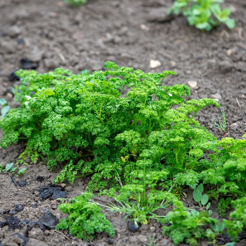 Persil frisé vert foncé (Plant habit)