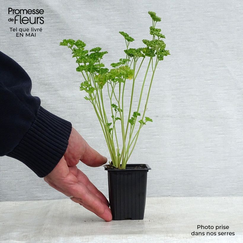 Spécimen de Persil frisé vert foncé BIO Godet de 8 cm tel que livré au printemps
