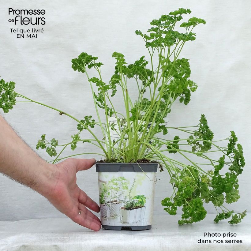 Spécimen de Persil frisé vert foncé en plant BIO Pot de 2L/3L tel que livré au printemps