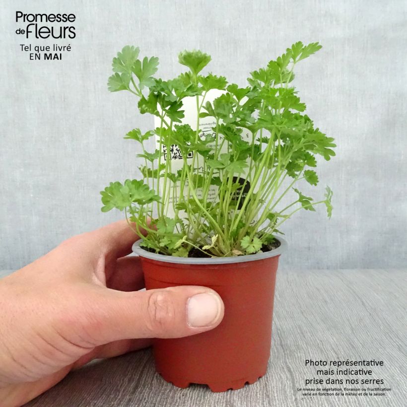 Spécimen de Persil frisé vert foncé en plant BIO Pot de 10 cm/11cm tel que livré au printemps