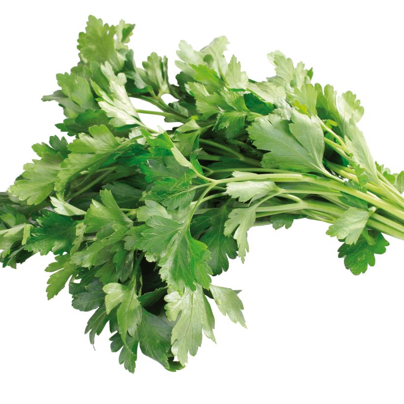 Persil Géant d'Italie en plants (Récolte)