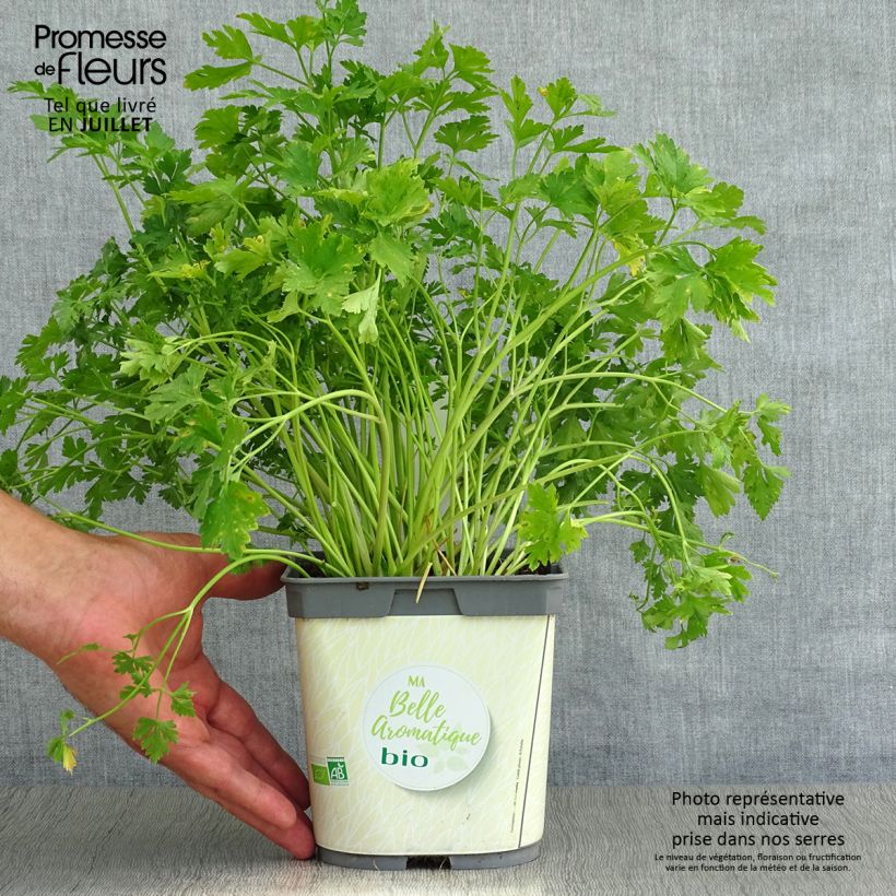 Spécimen de Persil Géant d'Italie BIO Pot de 1L/1,5L tel que livré en été