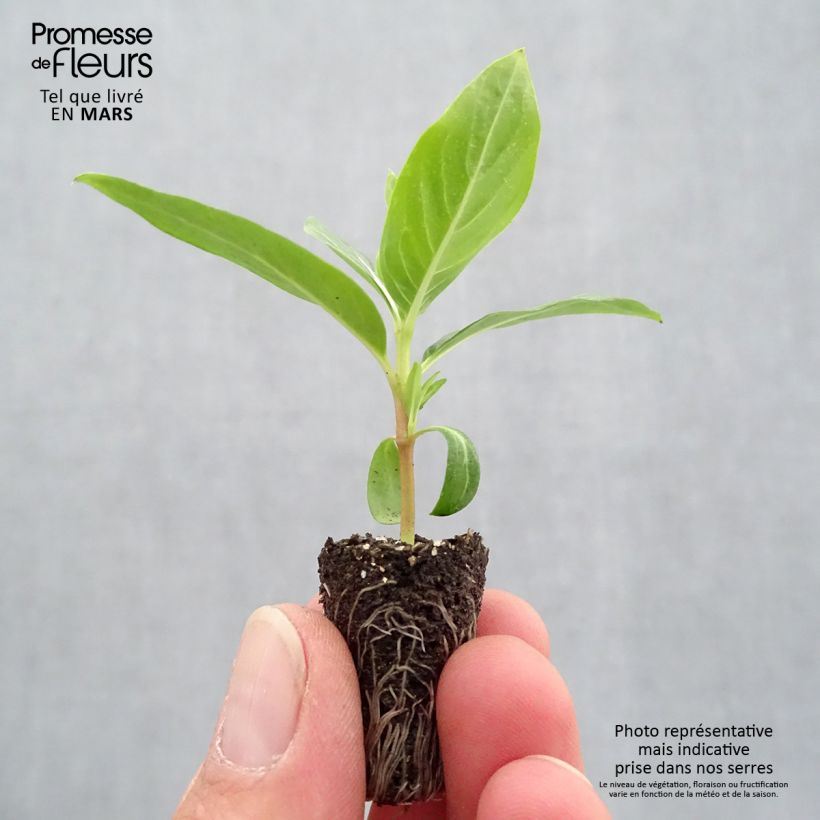 Spécimen de Pervenche de Madagascar Titan F1 Blush - Catharanthus roseus Mini-motte Ø 1,5/2,5 cm tel que livré au printemps