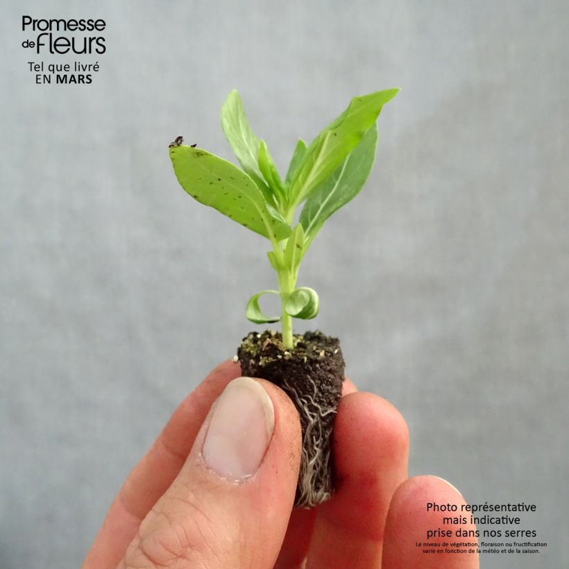 Spécimen de Pervenche de Madagascar Titan F1 White - Catharanthus roseus Mini-motte Ø 1,5/2,5 cm tel que livré au printemps