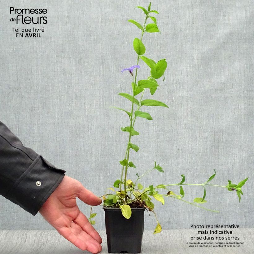 Spécimen de Pervenche difforme ou intermédiaire - Vinca difformis Godet de 8/9 cm tel que livré au printemps