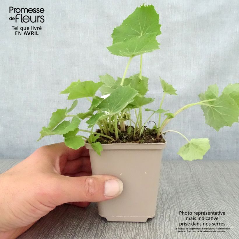 Spécimen de Petasites albus - Pétasite blanc Godet de 8/9 cm tel que livré au printemps