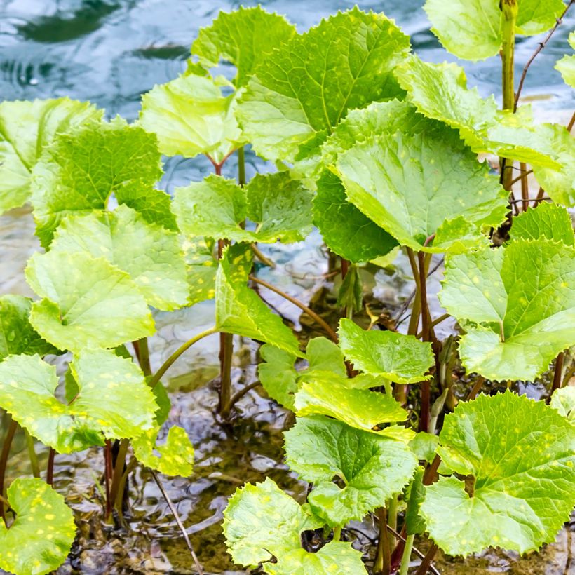 Petasites fragrans - Héliotrope d'hiver (Foliage)