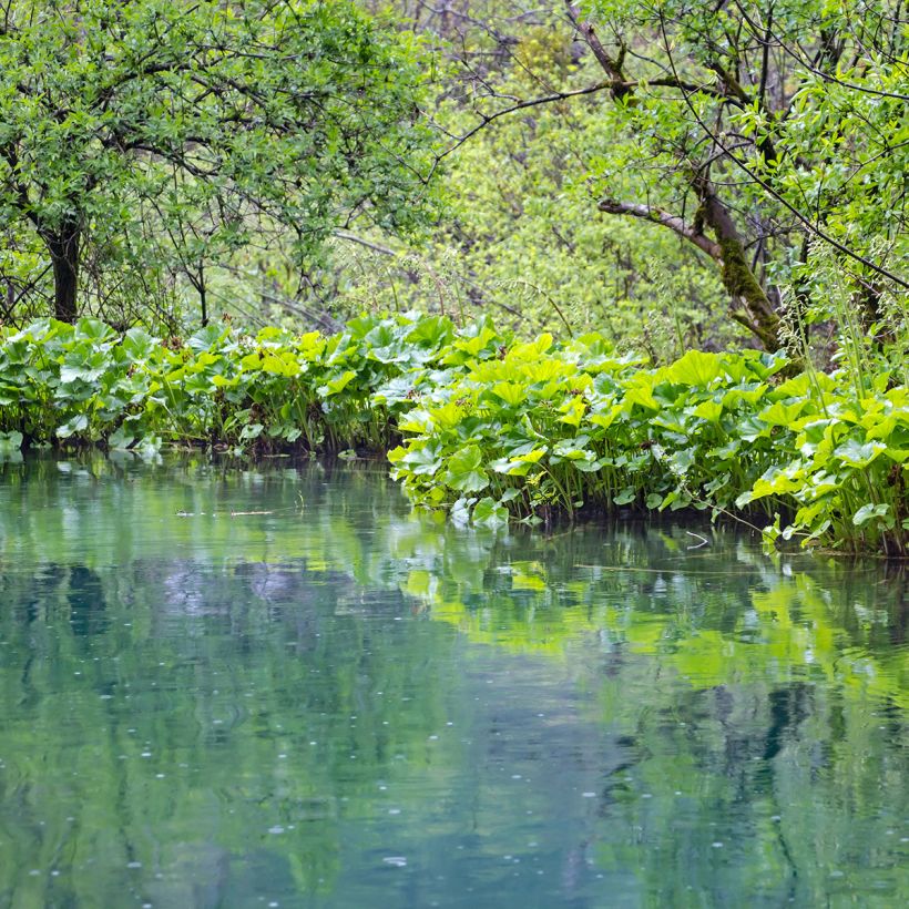 Petasites fragrans - Héliotrope d'hiver (Plant habit)