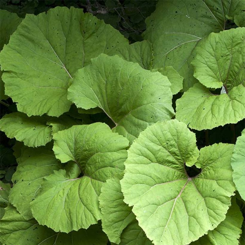 Petasites hybridus (Foliage)