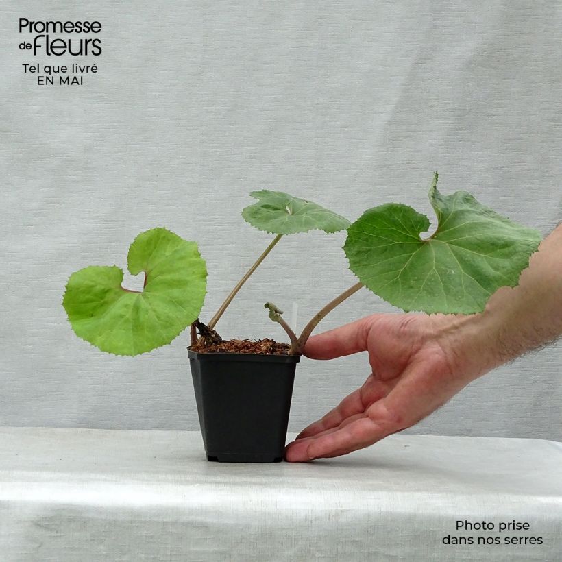 Spécimen de Petasites japonicus Giganteus - Pétasite japonaise Giganteus Godet de 8/9 cm tel que livré au printemps