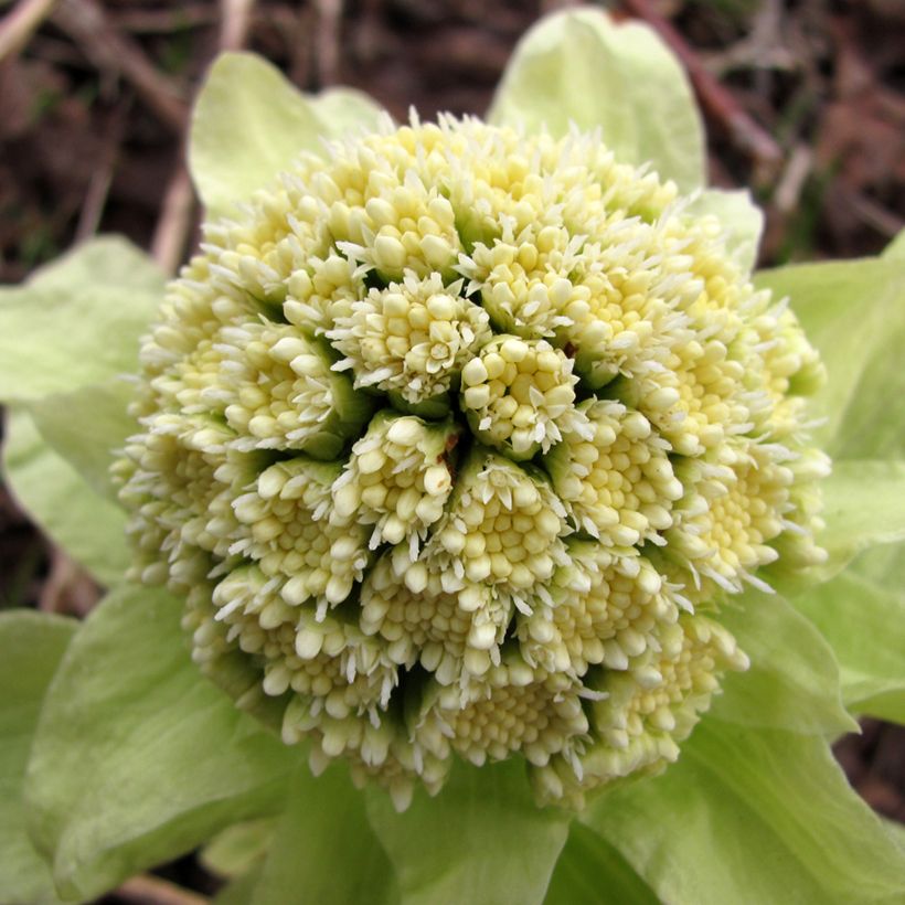 Petasites japonicus - Pétasite du Japon (Floraison)