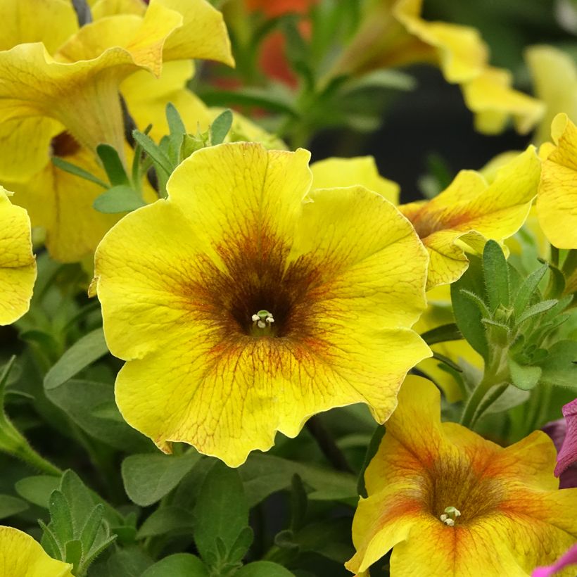 Pétunia BeautiCal Caramel Yellow - Petchoa hybrida (Floraison)