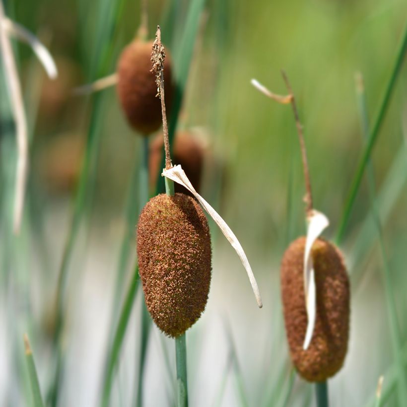 Petite massette - Typha minima (Floraison)