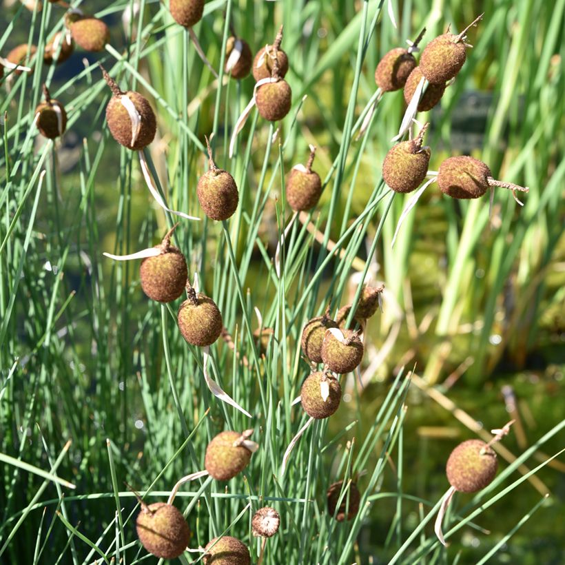 Petite massette - Typha minima (Port)