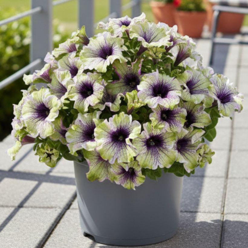 Pétunia Amazonas Plum Cockatoo (Port)