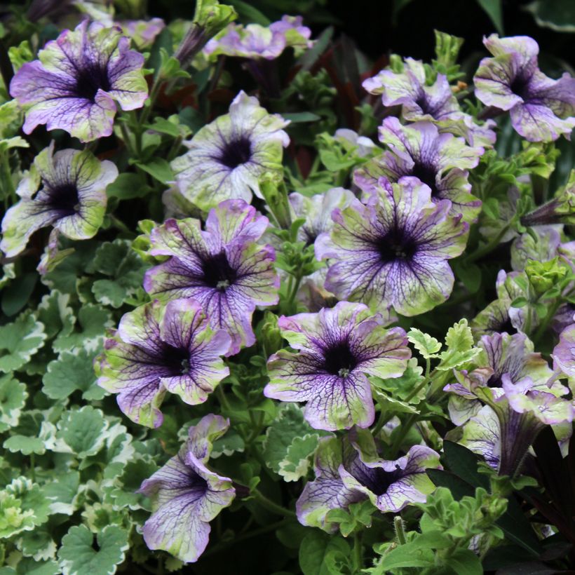 Pétunia Amazonas Plum Cockatoo (Floraison)